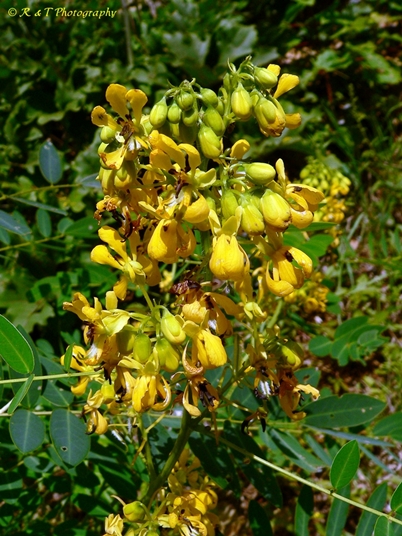 {Senna hebecarpa}